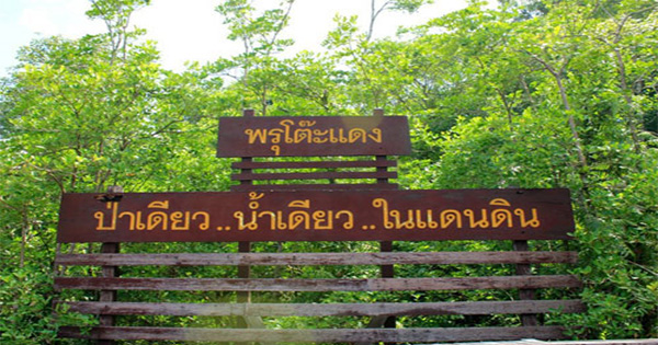 นราธิวาส มนต์เสน่ห์เมืองห้ามพลาด   <<<<<<  ป่าพรุโต๊ะแดง ป่าพรุผืนสุดท้ายของประเทศไทย