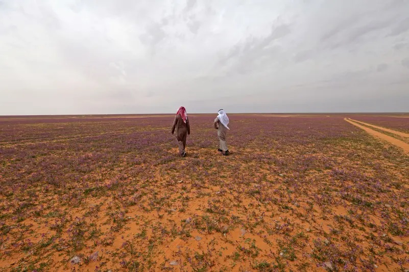 พรมดอกไม้สีม่วงบานสะพรั่ง กลางทะเลทรายซาอุดิอาระเบีย (ชมภาพ)