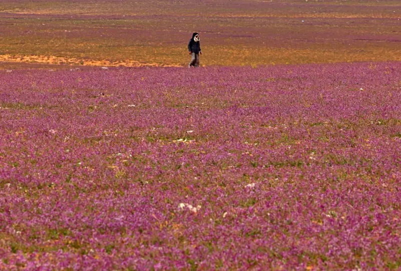 พรมดอกไม้สีม่วงบานสะพรั่ง กลางทะเลทรายซาอุดิอาระเบีย (ชมภาพ)